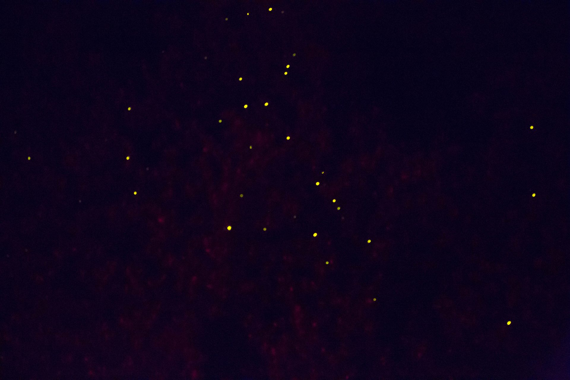 Iwahig River, fireflies in the mangrove trees