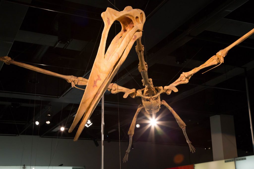Skeleton of an "Anhanguera blittersdorffi" (carnivor), Melbourne Museum